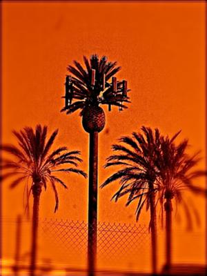 Palm Tree Cell Phone Tower