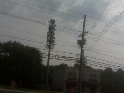 These cell tower trees grow to about 120' at full maturity.