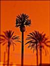 Palm Tree Cell Phone Tower